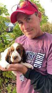 English Springer Spaniel playing with a tennis ball