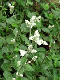 Image result for Aerva leucura