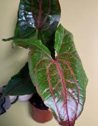 Image result for Pilea johnstonii