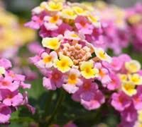 Image result for Lantana moldenkei
