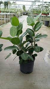 Ficus Audrey Tree Plants House Plants Indoor Succulents Garden