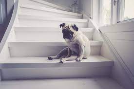 What Should You Do If Your Dog Fell Down The Stairs