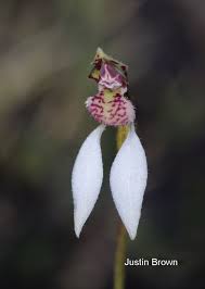 Image result for Eriochrysis