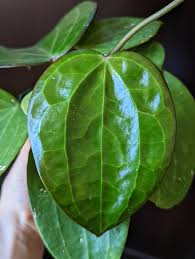 Image result for Polystachya