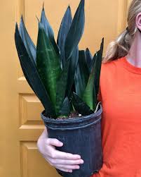 We did not find results for: Sansevieria Rice Road Greenhouses And Garden Centre Facebook