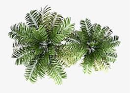 tree top view png images free transparent tree top view download kindpng tree top view png images free