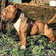 Tiger Stripe Black And Brown Pitbull Short And Stocky Like My Diezel Pitbull Dog Breed Pitbull Dog Pitbulls
