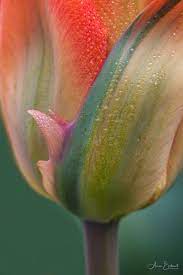 Flower Photography How To Capture Breathtaking Photos Of Tulips Macro Photography Flowers Flowers Photography Creative Macro Photography