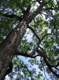 Image result for Breonadia