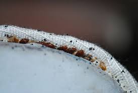 Image result for bedbugs on mattress