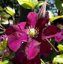 We did not find results for: Clematis Warsaw Nike Brushwood Nursery Clematis Specialists