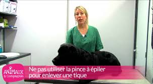 Maybe you would like to learn more about one of these? Comment Enlever Une Tique Sur Un Chien Youtube