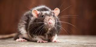 Katzen jagen nur sehr selten ratten welt. Ratten In Der Wohnung Im Haus Bekampfen