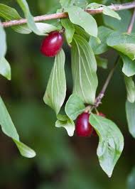 Pin Auf Eingemacht Und Fermentiert