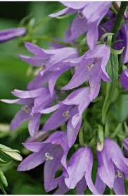 Nature S Purple Purple Bell Flowers Purple Bell Flowers Trees To Plant Purple Flower Pictures