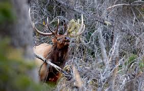 So far really diggin it, low recoil, and like was stated looking for 3000+fps with my 26 barrel. 338 Win Mag The Ultimate Elk Round Winchester Ammunition