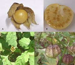 Image result for Physalis angulata