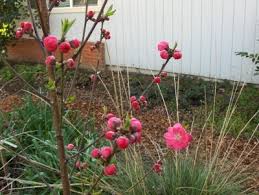 All tree, and nothin' but the tree! Peach Double Red Flowering Peach Tree