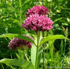 Image result for Asclepias palustris