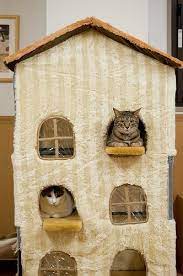 Cats House Cats Cat Decor Crazy Cats