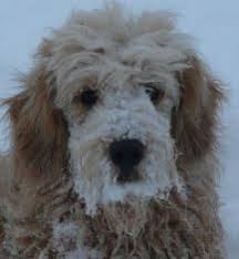 We did not find results for: Wagging Heart Kennels Miniature Goldendoodle Breeders Ontario Mini Doodle Pups Canada Cute Dogs Goldendoodle Dogs