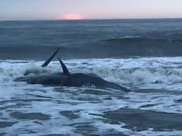 Live Whale Washes Ashore In Ocean City Maryland Delaware