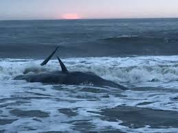 live whale washes ashore in ocean city maryland delaware