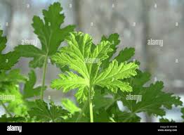 Image result for Pelargonium graveolens