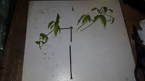 Ian taylor , dec 12, 2013 #3 quote in conversation Propagating Clematis By Softwood Cuttings The Propagator