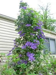 It's a very nice, older variety also known as hybrida sieboldii. Ramona Clematis Google Images Clematis Planting Flowers Plants