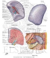 • spleen is supplied with blood by splenic artery and blood drains from splenic vein. Spleen
