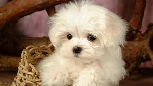 121 Most Popular Maltese Dog Names
