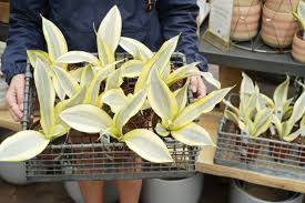 Image result for Sansevieria