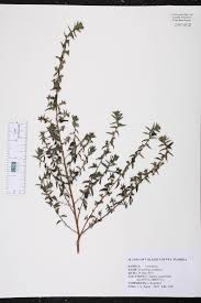 Image result for Pouzolzia parasitica