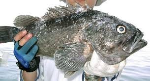 Image result for Sebaea leiostyla