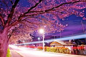 Nihonbashi tokyo japan nihonbashi tokyo japan night city. Sakura Night Wallpapers Wallpaper Cave
