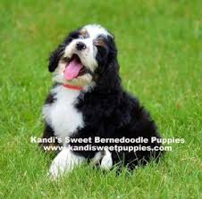 You are welcome to pick up your puppy from our home, or we can personally hand deliver your puppy to your home or at an airport near you, contact us for specific delivery rates. Bernedoodle Puppies In Michigan Top 5 Breeders 2021 We Love Doodles