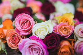 The chemistry just avails you the opportunity to have a proper connection and get to know each other for. Rose Color Meanings 13 Shades And What They Symbolize Fiftyflowers