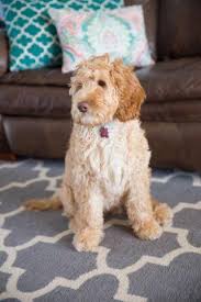 We did not find results for: Australian Labradoodle Puppies Chocolate Apricot Caramel Black For Sale In Houston Texas Classified Americanlisted Com