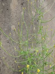 Image result for Sisymbrium orientale