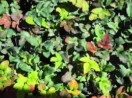 They're very tart, somewhat like currant. Mahonia Repens Creeping Mahonia Oregon Grape Coloradohardyplants Com