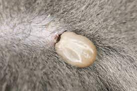 It is the only way to get rid of this skin condition. Bald Spots Hair Loss In Dogs Causes Of Dog Hair Loss