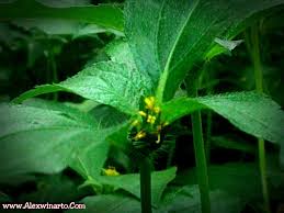 Tanaman hijau, ilustrasi botani gambar tumbuhan botani, daun tropis, daun, fotografi transplantasi alam semak tumbuhan pohon, arboles, pohon berdaun hijau, fotografi, cabang, akar png. Tumbuhan Hijau Hijau Gambar