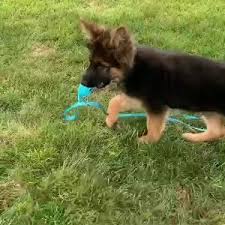 German shepherd puppies 2 males. Adorable German Shepherd For Sale Posts Facebook