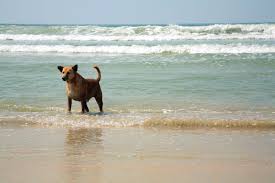 Pets of any size are welcome for no additional fee, however there is a cleaning fee of $350/stay for all guests. These Dog Friendly Beaches Welcome Your Furry Friends