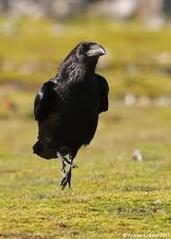 All Black Bird With Black Beak Kay Owens Kayowens6yk Black Bird Crows Ravens Pet Birds