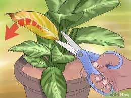 Maybe you would like to learn more about one of these? 3 Ways To Remove Brown Tips From The Leaves Of Houseplants