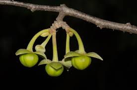 Image result for Artabotrys stolzii