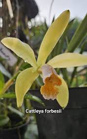Image result for Melhania forbesii