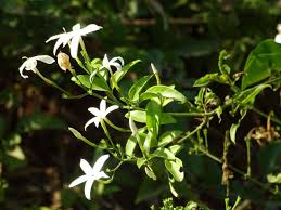 Image result for Jasminum fluminense